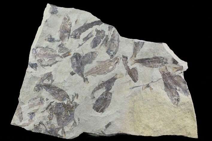 Fossil Fish (Gosiutichthys) Mortality Plate - Lake Gosiute #71788